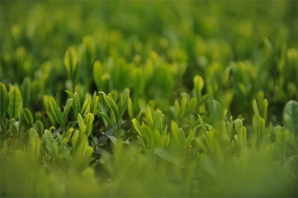 南部の庭の害虫対策、もう悩まない！今すぐできる効果的な方法