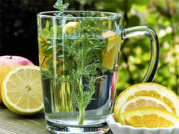 植物が枯れる原因は根にあり！プロが教える5つのチェック方法