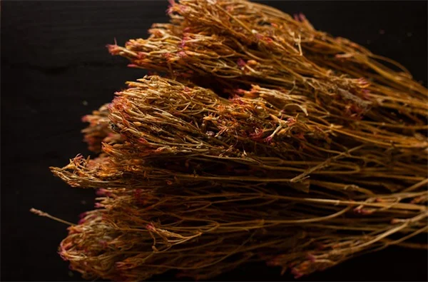 植物が枯れる原因は根にあり！プロが教える5つのチェック方法