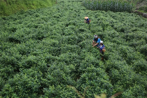 【誕生月別】あなたの性格に合うツル植物12選。おすすめの種類も紹介