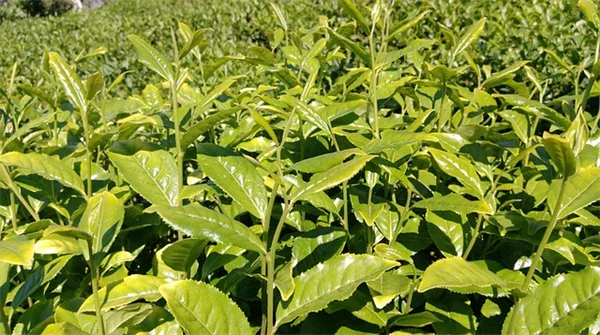 栽培禁止！知らないと逮捕される違法植物、よくある6種