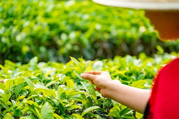 中西部でバラを育てるなら実は簡単な方法がある